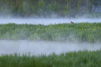 Crane (Grus grus) stands in a wetland, wet meadow with swamp iris (Iris pseudacorus), blooming,