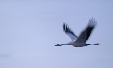Crane (Grus grus) flying in morning light, motion blur, long exposure, puller, wiping effect, Lower