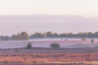 Enchanting fog, morning atmosphere in the blooming Lüneburger Heide near Niederhaverbeck