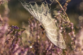 Macro shot of a cross spider in the golden morning light of the blooming Lüneburger Heide
