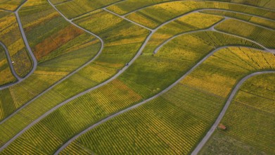 Golden sunset over the glowing autumnal vineyards on the Kappelberg between Fellbach and Stuttgart.