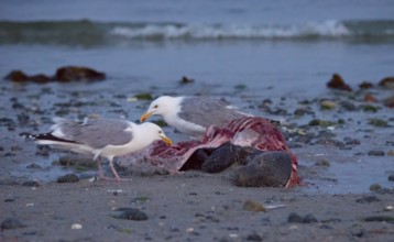 Two herring gulls (Larus argentatus) stand on a quiet, rocky sandy beach at dusk and peck at a dead
