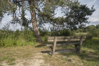 Haaksbergerveen Nature Reserve, Oberjissel Province, Haaksbergen, Netherlands