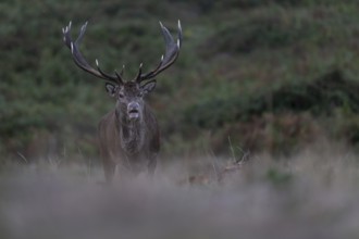 Red deer at the rutting 2025, London, Great Britain