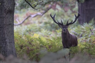 Red deer at the rutting 2025, London, Great Britain