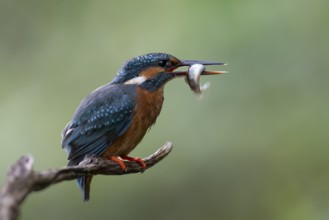 Kingfisher (Alcedo atthis) with brown trout, Bitburg, Rhineland-Palatinate, Germany