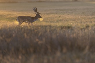 Fallow deer, London, England, Great Britain