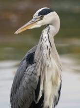 A gray heron on the water, Ruhrpott, North Rhine-Westphalia, Germany
