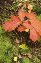Autumn colors, Golden October, Germany