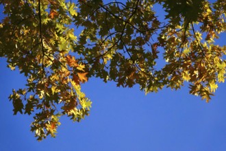 Autumn colors, Golden October, Germany