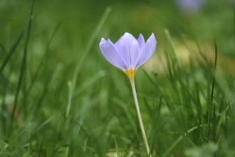 Autumn crocus, autumn time, Germany