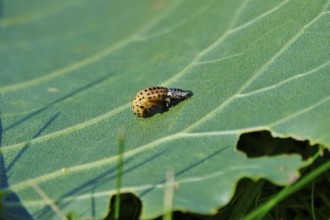 Poplar leaf beetle, larva, autumn, Germany