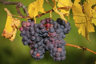 Ripe grapes in autumn vineyard on Kappelberg in Fellbach