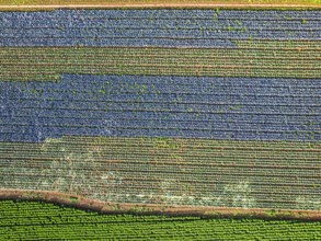 Top down view of red and green cabbage field from a drone, Devon, England, United Kingdom