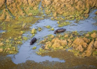 Hippos (Hippopatamus amphibius) in water, marshland, marshland, aerial view, Okavango Delta,