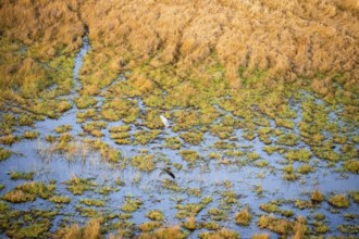 Goliath heron (Ardea goliath) flying over marshland along a river, marshland, aerial view, Okavango