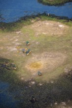 Striped gnu (Connochaetes taurinus), flock on the riverbank, river landscape, aerial view, Okavango