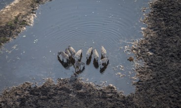 Steppe zebras (Equus quagga) drinking by the river, aerial view, Okavango Delta, Botswana
