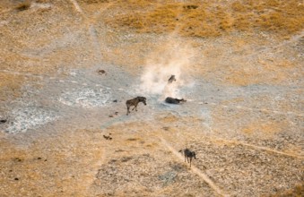 Steppe zebras (Equus quagga) rolling in dust, savanna landscape with yellow grass, aerial view,