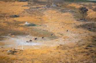 Steppe zebras (Equus quagga), savanna landscape with yellow grass and termite hills, aerial view,