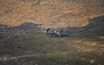 Steppe zebra (Equus quagga), savanna landscape, aerial view, Okavango Delta, Botswana