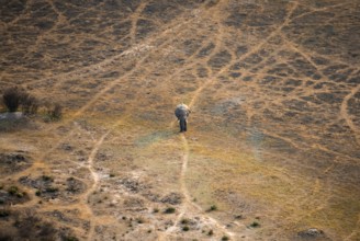 African elephant (Loxodonta africana) in dry savanna, aerial view, Okavango Delta, Botswana