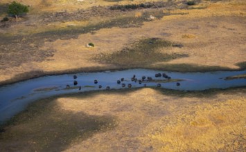 Kaffir buffalo (Syncerus caffer caffer), flock in river, aerial view, Okavango Delta, Botswana
