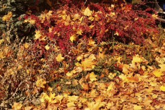 Autumn time, autumn leaves, October, Germany