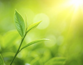 Natural green leaves plants, spring ans summer background cover page, golden soft light, green and