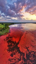 Red algae plant on the lake. abstract ecology nature concept, wild landscape with vibrant red