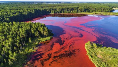 Red algae plant on the lake. abstract ecology nature concept, wild landscape with vibrant red