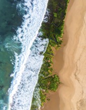 Green algae on the sandy shore of an ocean. Fascinating phenomenon of wild coastline with green