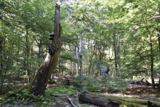 Dead wood in beech forest, Darß primeval forest, Darßer Wald, Mecklenburg-Western Pomerania,