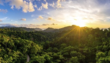 Banner background of tropical forest landscape scene, green wild jungle, cloudy sky at morning,