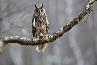 Long-eared owl (Asio otus), adult, on tree, perch, in winter, alert, Bohemian Forest, Czech