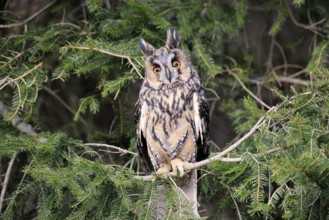 Long-eared owl (Asio otus), adult, on tree, in winter, alert, Bohemian Forest, Czech Republic,