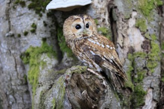 Tawny owl (Strix aluco), adult, on tree, in winter, alert, Bohemian Forest, Czech Republic, Europe,