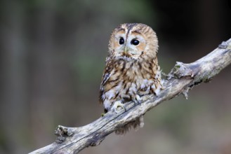 Tawny owl (Strix aluco), adult, perch, in winter, alert, Bohemian Forest, Czech Republic, Europe,