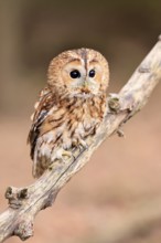 Tawny owl (Strix aluco), adult, perch, in winter, alert, Bohemian Forest, Czech Republic, Europe,