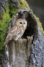 Tawny owl (Strix aluco), adult, perch, on tree, in winter, alert, Bohemian Forest, Czech Republic,