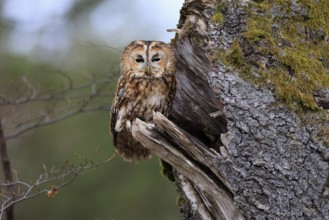 Tawny owl (Strix aluco), adult, perch, on tree, in winter, alert, Bohemian Forest, Czech Republic,