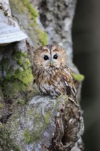 Tawny owl (Strix aluco), adult, on tree, in winter, alert, Bohemian Forest, Czech Republic, Europe,