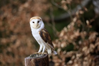 Barn owl (Tyto alba), adult, alert, perch, in winter, Bohemian Forest, Czech Republic, Europe,