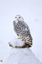 Snowy owl (Nyctea scandiaca), snowy owl, adult, alert, in snow, perch, in winter, Bohemian Forest,