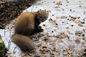 Marten (Martes martes), adult, alert, sitting, ground, winter, snow, Bavarian Forest National Park,