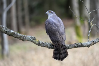 Hawk (Astur gentilis), adult, female, on tree, in winter, alert, Bohemian Forest, Czech Republic,
