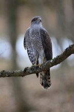 Hawk (Astur gentilis), adult, female, on tree, in winter, alert, Bohemian Forest, Czech Republic,