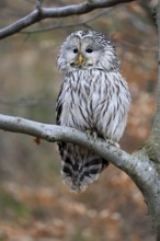 Hawk owl (Strix uralensis), adult, in winter, on tree, Bohemian Forest, Czech Republic, Europe,