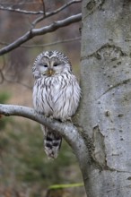 Hawk owl (Strix uralensis), adult, in winter, on tree, on tree trunk, Bohemian Forest, Czech