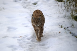 Carpathian lynx (Lynx lynx carpathicus), adult, in winter, in snow, running, stalking, alert,